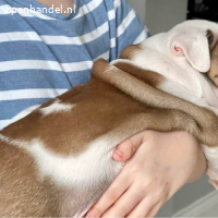 5 Engelse Bulldog-pups