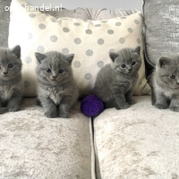 6 Bsh kittens (PKD negatief)