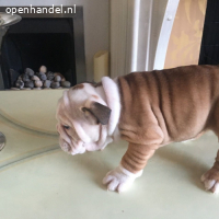 6 gefokte Engelse Bulldog-pups