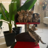 Bengaalse kittens