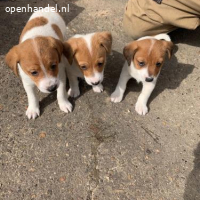 Blauwe Staffordshire Bull Terrier-pups