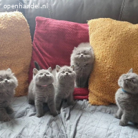 Britse korthaar kittens