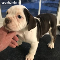 Cachorro Bulldog Inglês à venda