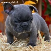 Franse Bulldog-puppy's