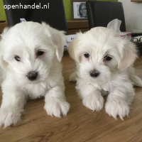 Geregistreerde maltezer-pups