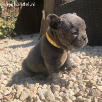 KC aanbieding / Franse bulldog pups