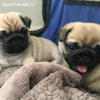 mannelijke en vrouwelijke pug-puppy's