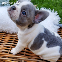 Meer dan 3 /Franse Bulldog-pups