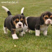 Mooie Beagle-puppy's