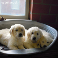 Mooie Golden Retriever pups .