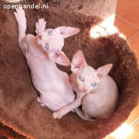 Multi-level 3 Sphynx Kittens