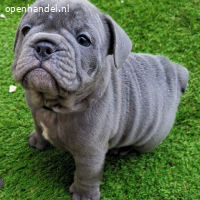 perfecte / Franse Bulldog pups