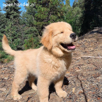 Prachtige Golden Retriever Pups