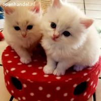 Prachtige Ragdoll-kittens