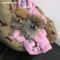 Schattige Pommeren pups beschikbaar