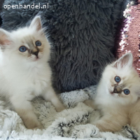 Twee raszuivere Birmaan-kittens