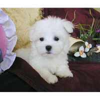 Vrouwelijke Maltese Pup